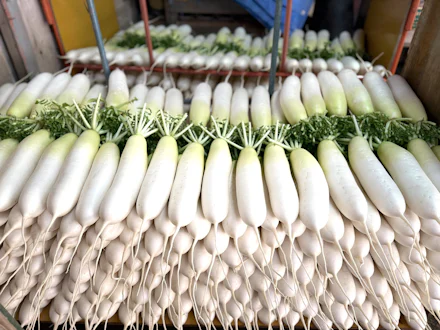 【三浦】冬の朝、2000本との真剣勝負。加藤農園の「大根収穫」現場に密着